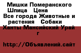 Мишки Померанского Шпица › Цена ­ 60 000 - Все города Животные и растения » Собаки   . Ханты-Мансийский,Урай г.